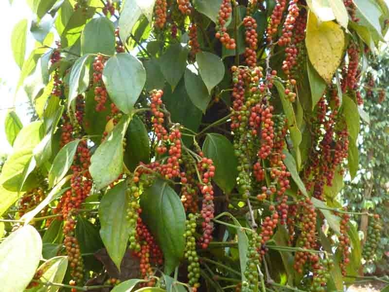 thi-truong-gia-nong-san-hom-nay-39-dau-tuan-gia-ca-phe-di-ngang-gia-tieu-khong-nhuc-nhich