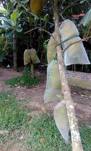 Tròn mắt những 'siêu phẩm' mít đệ nhất khủng trên đất Việt