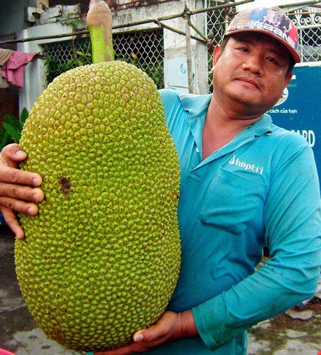 Tròn mắt những 'siêu phẩm' mít đệ nhất khủng trên đất Việt