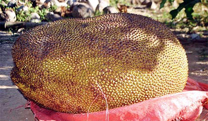 Tròn mắt những 'siêu phẩm' mít đệ nhất khủng trên đất Việt