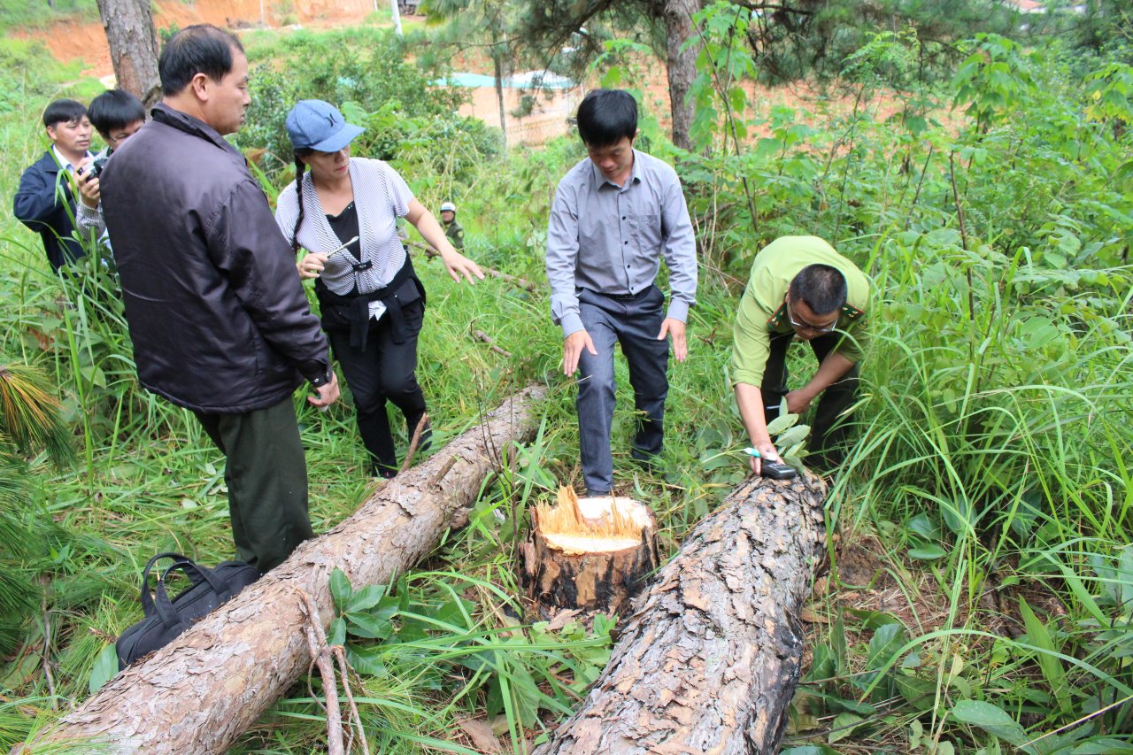 nhieu-cay-thong-hon-20-nam-tuoi-tai-da-lat-bi-don-ha
