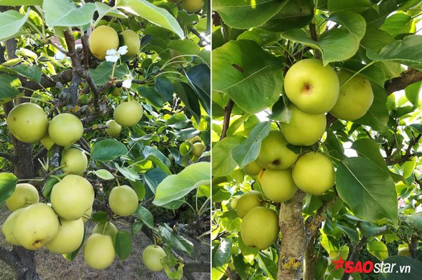 Chị Thu Hằng sống cùng chồng ở vùng Hessen ở Đức, chị đã sống cùng gia đình 31 năm ở đất nước này.