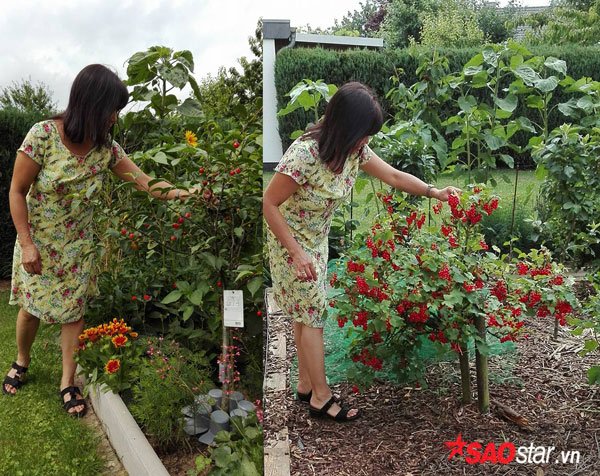 Chắc hẳn không ít người từng ao ước có được một vườn trái cây sai trĩu quả khi nhìn những khu vườn hoa quả ở châu Âu, châu Mỹ. Không phải trồng chuyên nghiệp nhưng chị Thu Hằng lại có vườn cây trái như trong mơ.