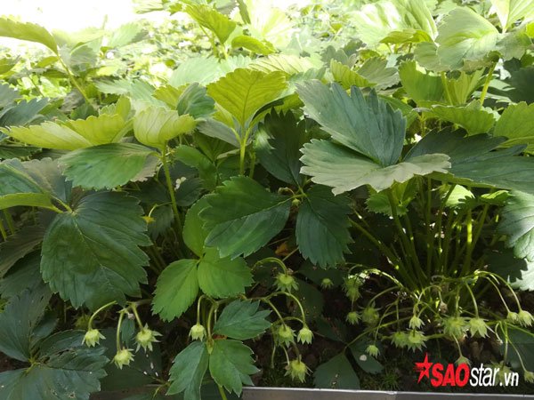 Con gái và chồng biết sở thích của chị nên thường xuyên mua tặng chị những cây về trồng. Chị cũng thường xuyên mua những loại cây mới về trồng thử trong khu vườn của mình.