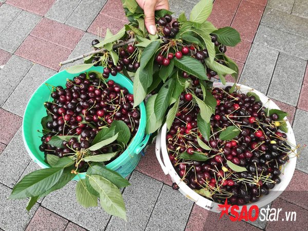 Chị Thu Hằng chia sẻ những hoa quả thu hoạch trong vườn được dùng làm thực phẩm trong gia đình và gửi tặng những người quen. Chị trồng khoảng 16 loại cây ăn quả trong vườn.
