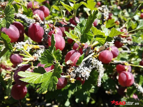 Chị chia sẻ, nơi chị sống là vùng nghỉ đông nên lạnh hơn các vùng khác ở Đức. Chỉ có 5 tháng là cây trong vườn tươi tốt và trồng được ngoài trời còn lại phải trồng trong nhà kính.