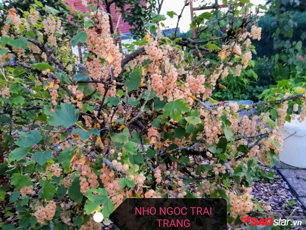 Những cây ăn quả trong khu vườn của chị cũng là những loại cây quen thuộc ở vùng này như táo, cherry, nho chuỗi ngọc…