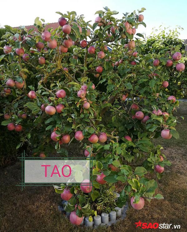 Khu vườn nhà chị Thu Hằng rộng khoảng 500 m2 được chị trồng cả cây ăn quả, hoa và các loại rau.