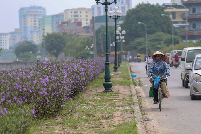 ha-noi-con-duong-hoa-tim-dep-den-bat-ngo