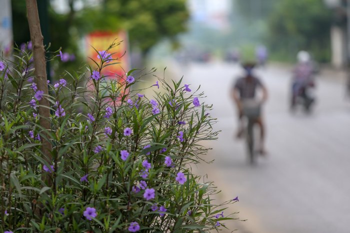 ha-noi-con-duong-hoa-tim-dep-den-bat-ngo