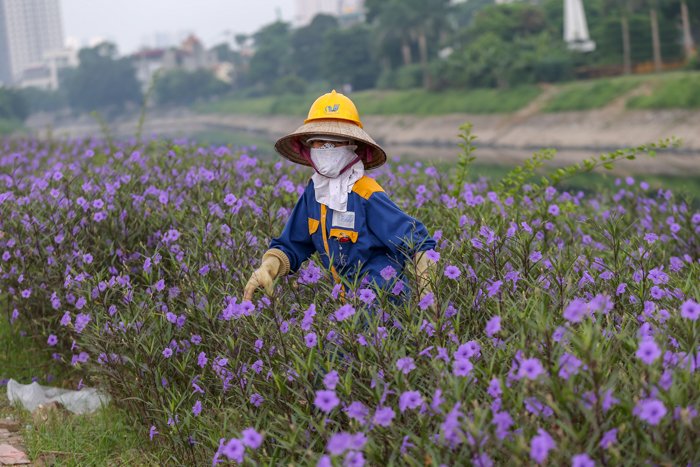 ha-noi-con-duong-hoa-tim-dep-den-bat-ngo