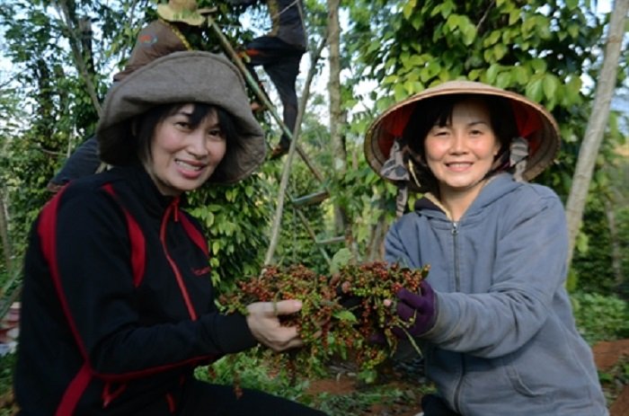 thi-truong-gia-nong-san-hom-nay-129-gia-tieu-gia-ca-phe-ru-nhau-giam