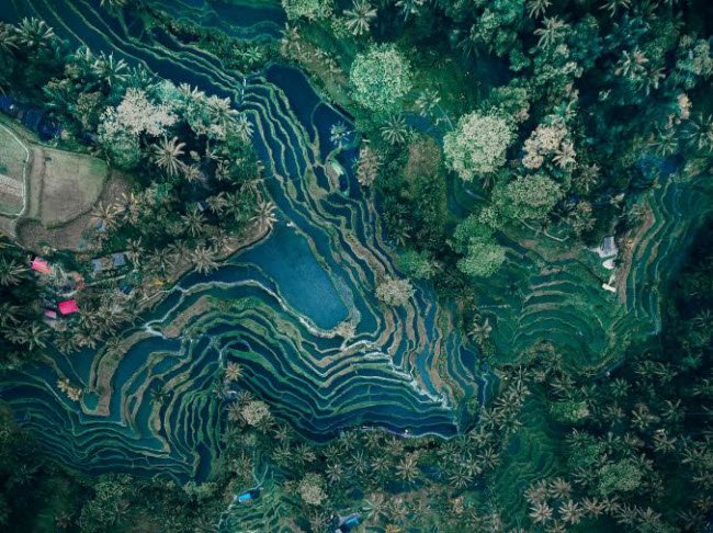 canh-nguoi-phu-nu-vot-beo-o-viet-nam-lot-top-nhung-buc-anh-dep-nhat-tren-national-geographic