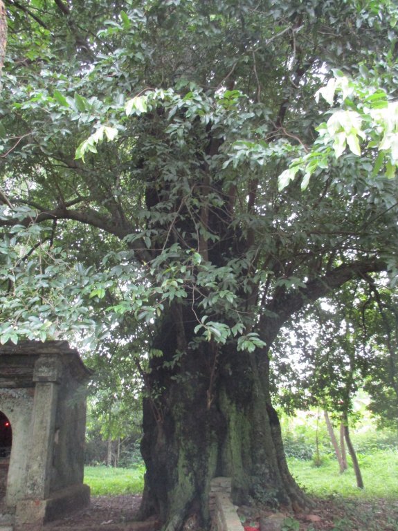 yen-binh-o-ngoi-lang-co-thu-hai-cua-viet-nam