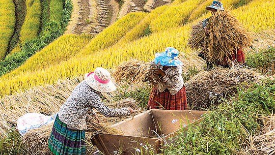Mùa no ấm trên quê hương A Phủ