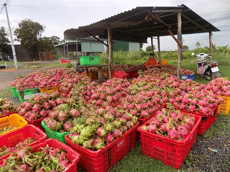 het-lon-chuoi-dua-hau-gio-den-thanh-long-bao-gio-het-phu-thuoc-thi-truong-trung-quoc