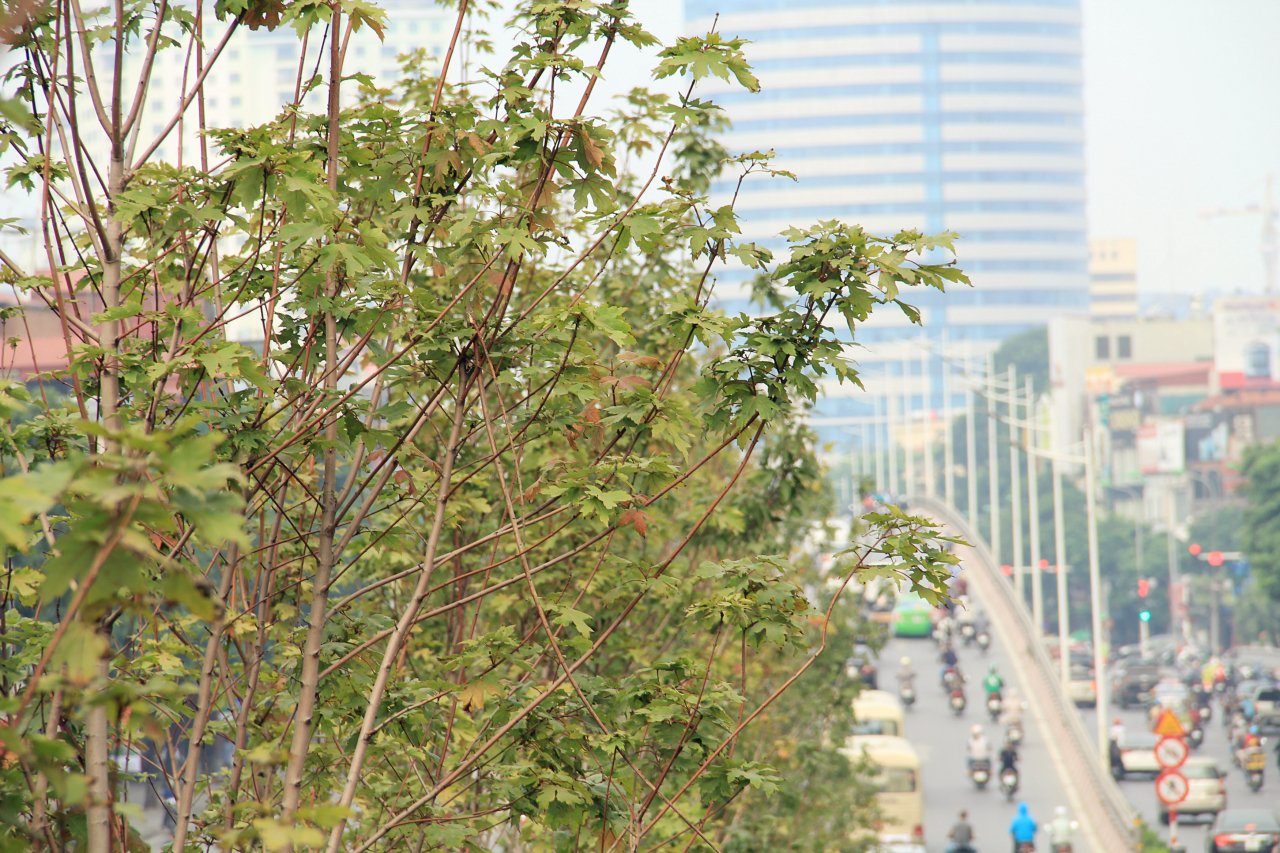 phong-la-do-ha-noi-bat-dau-chuyen-mau-giua-tiet-troi-mua-thu