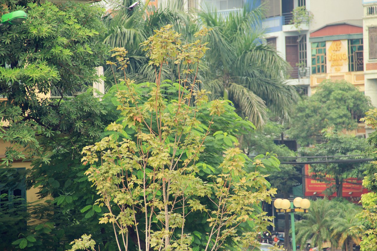 phong-la-do-ha-noi-bat-dau-chuyen-mau-giua-tiet-troi-mua-thu