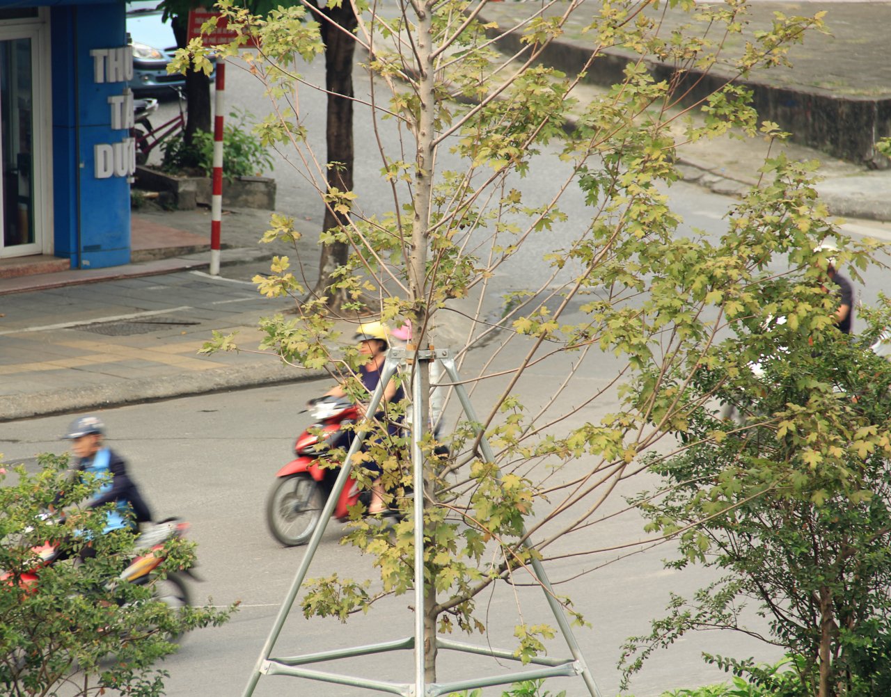 phong-la-do-ha-noi-bat-dau-chuyen-mau-giua-tiet-troi-mua-thu