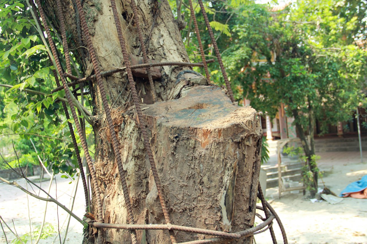 can-canh-cay-sua-100-ti-dang-kho-heo-tung-ngay