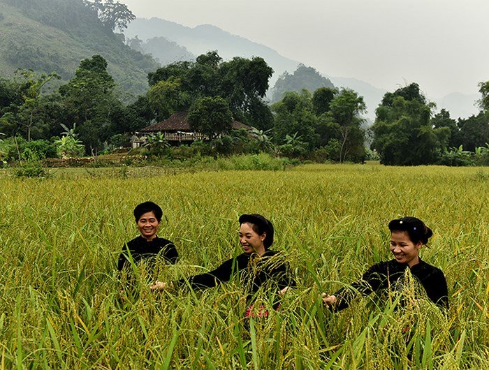 hinh-anh-dep-le-hoi-gia-com-con-lon