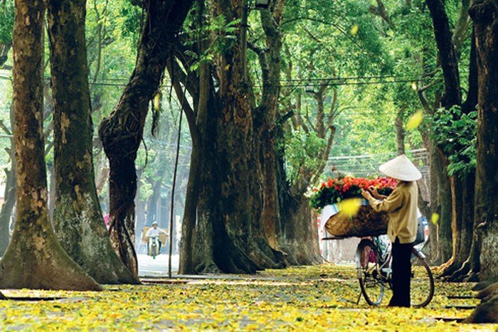 mua-thu-ha-noi-la-vang-roi-tren-tung-con-pho