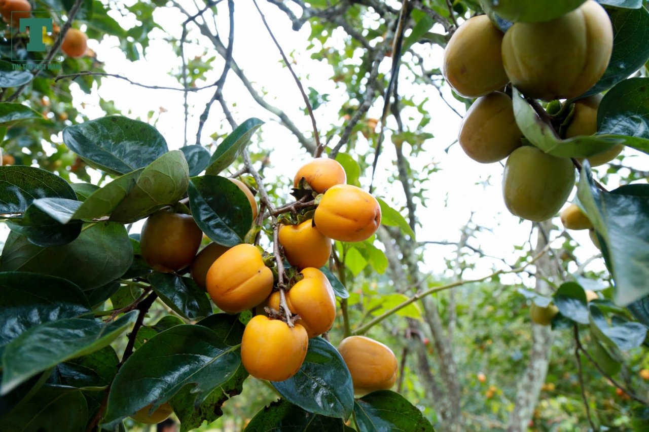 nguoi-dan-deo-mimosa-da-lat-vao-mua-thu-hoach-hong