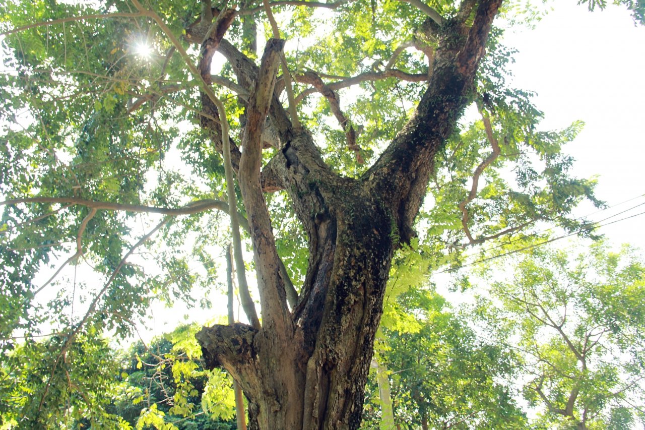 cay sua 2, a 4_meitu_9