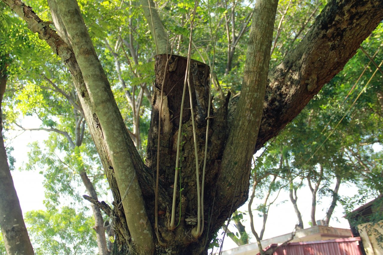 cay sua 3, a4_meitu_13