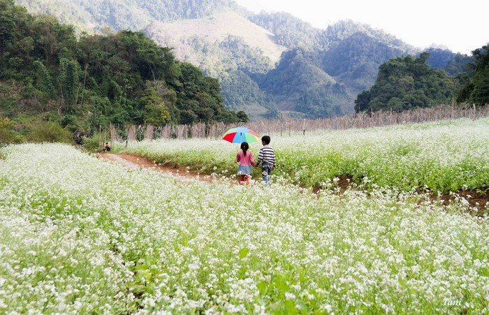 thang-11-diem-hen-cua-nhung-loai-hoa-yeu-thuong