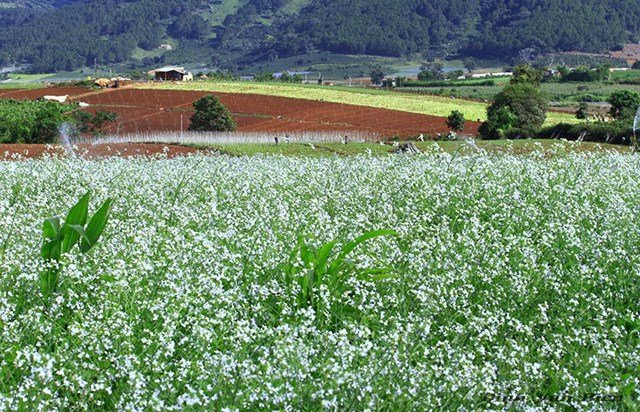 thang-11-diem-hen-cua-nhung-loai-hoa-yeu-thuong