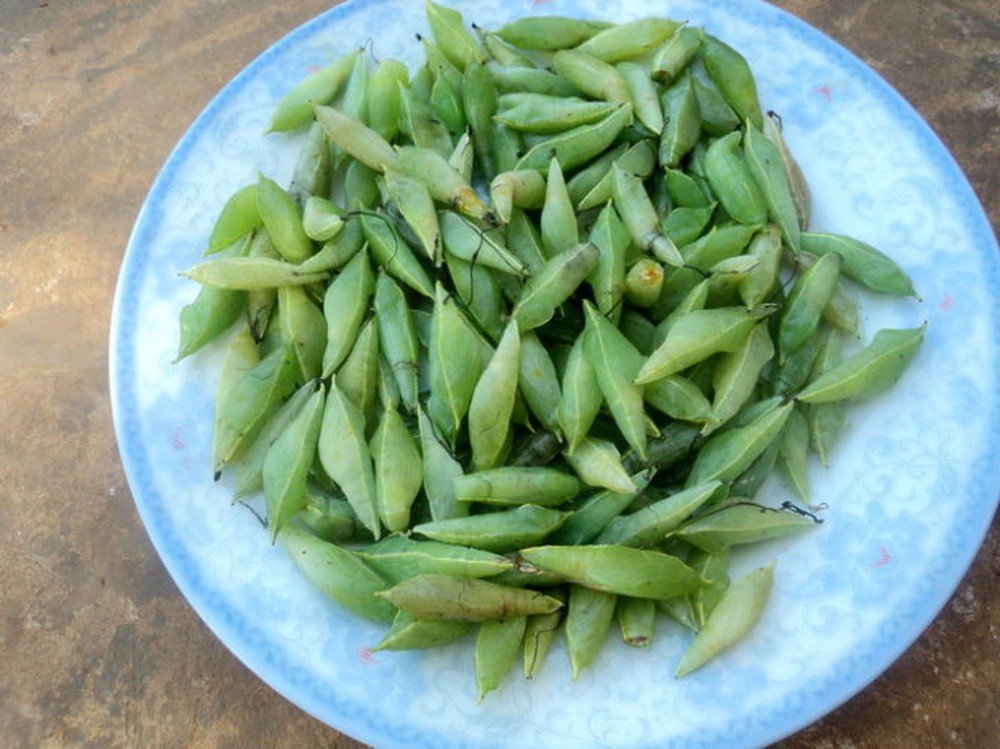 Mặc kệ mọi sự sợ hãi, người Tây Nguyên vẫn háo hức với đặc sản không ai dám ăn này - Ảnh 1. Mặc kệ mọi sự sợ hãi, người Tây Nguyên vẫn háo hức với đặc sản không ai dám ăn này - Ảnh 1.