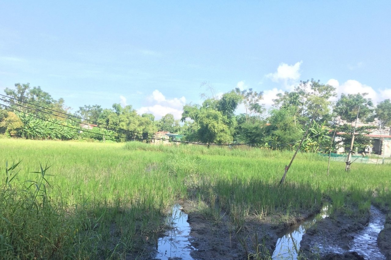 duong-day-dien-nam-thap-bay-nguoi-dan