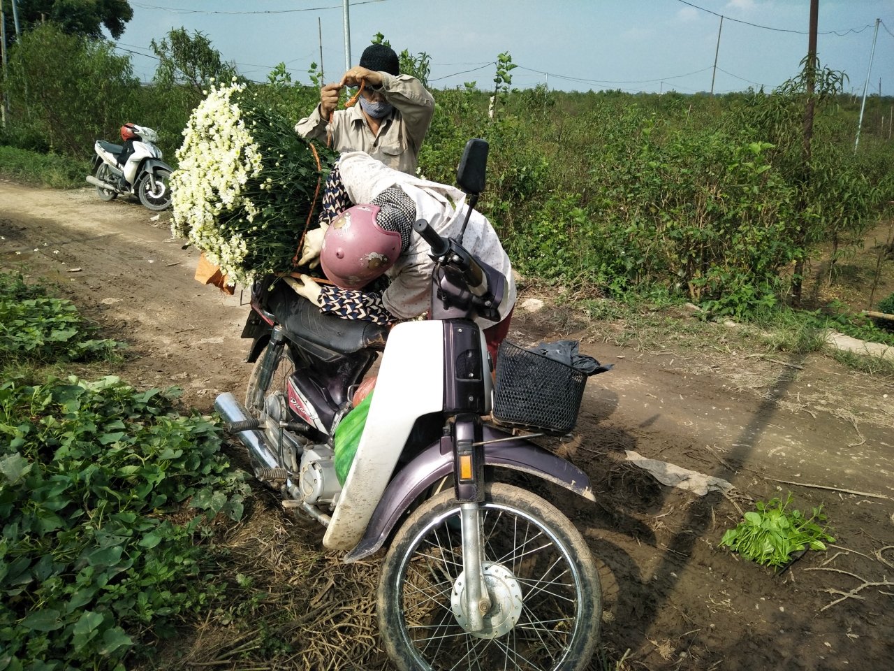 cuc-hoa-mi-vao-mua-khoe-sac-ruc-ro-tai-vuon-hoa-nhat-tan