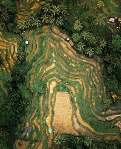 Quang cảnh Tegallalang ở Bali, Indonesia đẹp ngỡ ngàng khi nhìn từ trên cao.