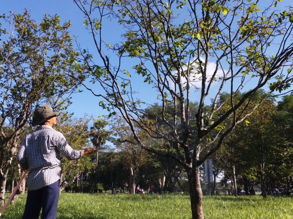 vi-sao-hoa-mai-o-hue-no-som-du-chua-den-tet-nguyen-dan