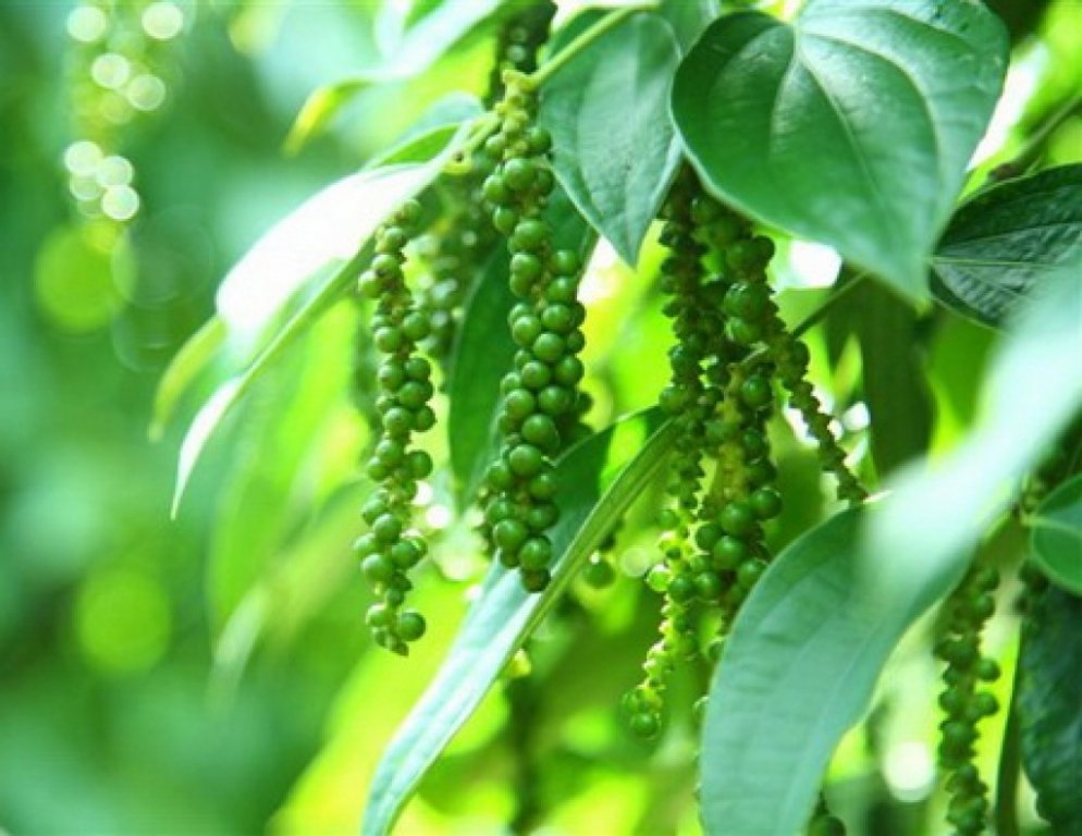 gia-ca-thi-truong-nong-san-hom-nay-2311-gia-tieu-gia-ca-phe-dung-da-giam