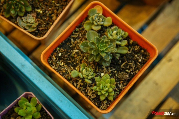 Và anh Trung tự xem sức sống của mình cũng mảnh liệt như loài hoa đó.