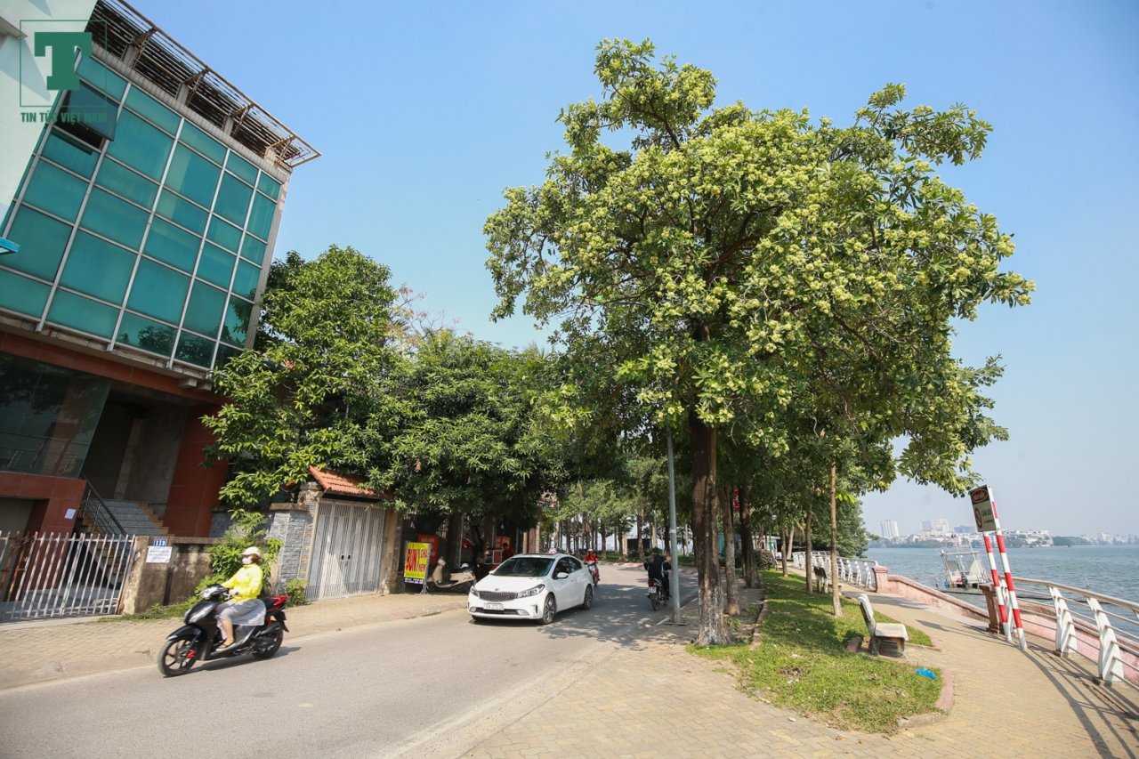 hoa-sua