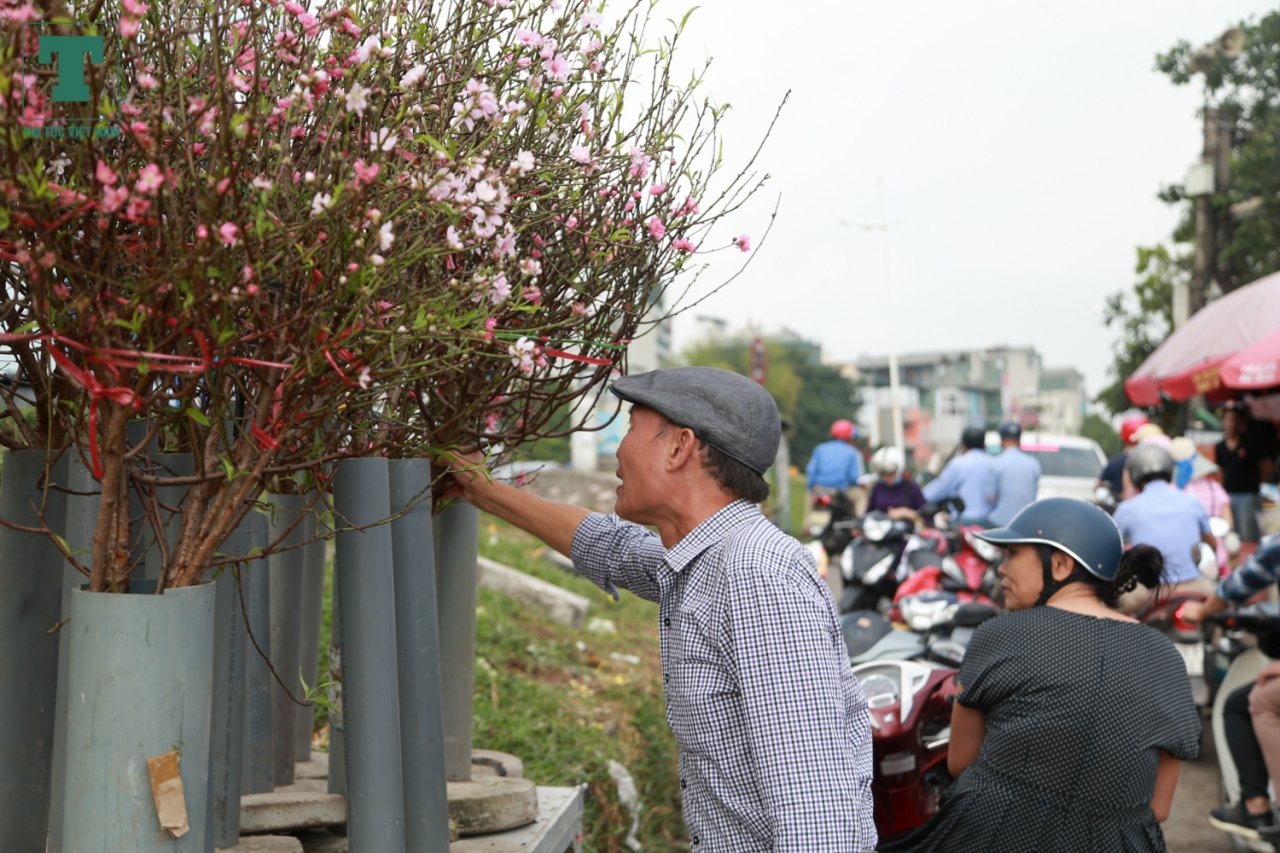 hoa-dao-bat-ngo-xuat-hien-tai-cho-dau-moi-giua-tiet-troi-nang-am