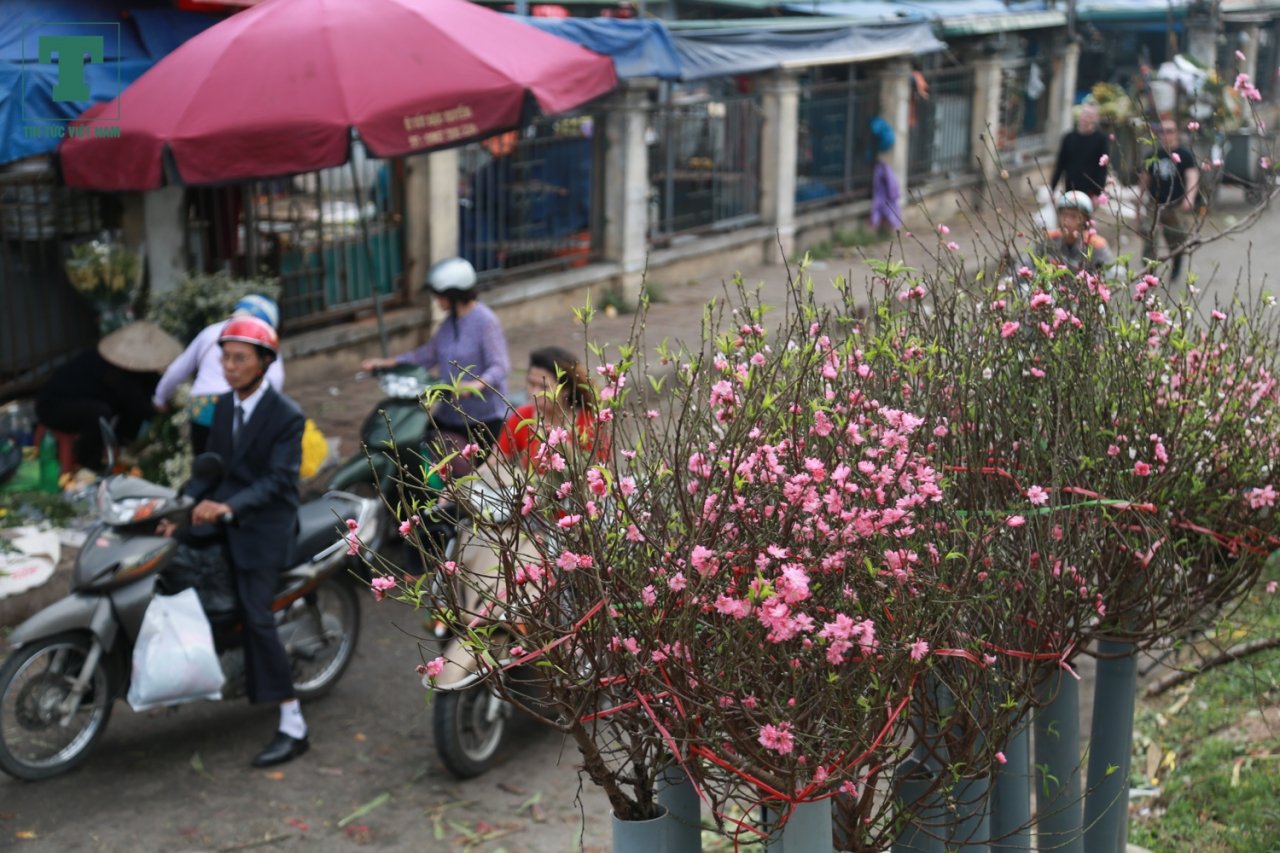hoa-dao-bat-ngo-xuat-hien-tai-cho-dau-moi-giua-tiet-troi-nang-am