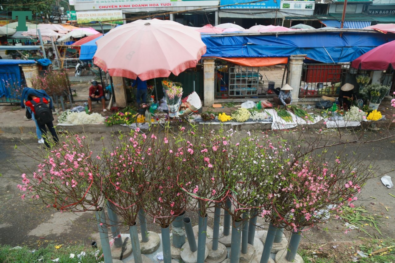hoa-dao-bat-ngo-xuat-hien-tai-cho-dau-moi-giua-tiet-troi-nang-am