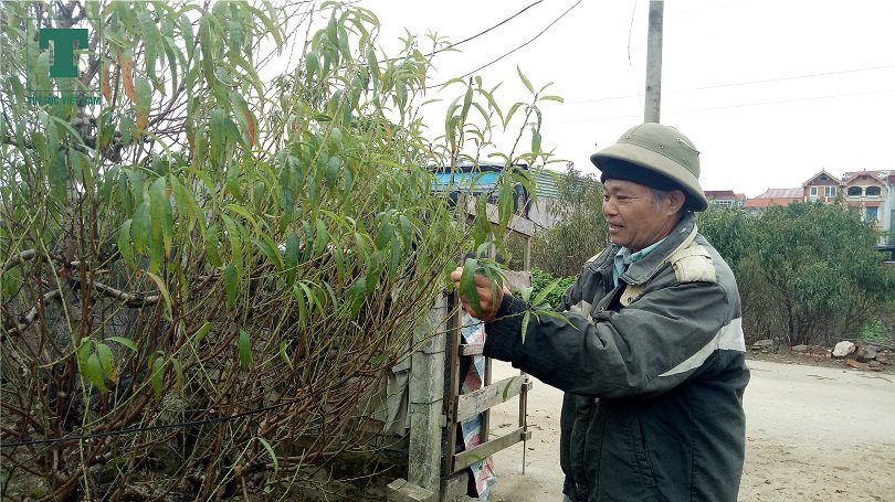 dao-nhat-tan-danh-cuoc-voi-thoi-tiet-moi-do-xuan-ve