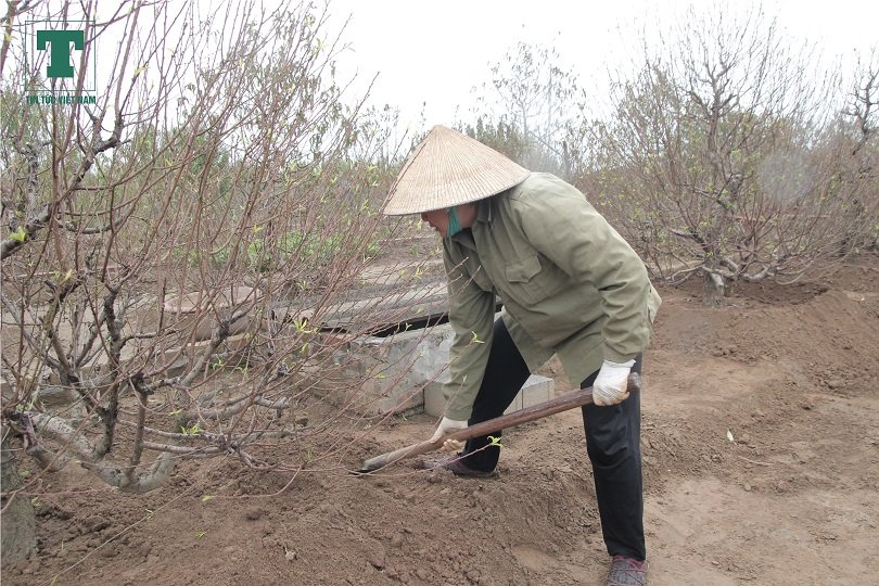 dao-nhat-tan-danh-cuoc-voi-thoi-tiet-moi-do-xuan-ve