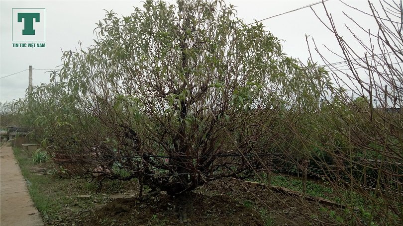 dao-nhat-tan-danh-cuoc-voi-thoi-tiet-moi-do-xuan-ve