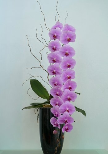 nhung-loai-lan-dat-do-gioi-nha-giau-san-lung-dip-tet