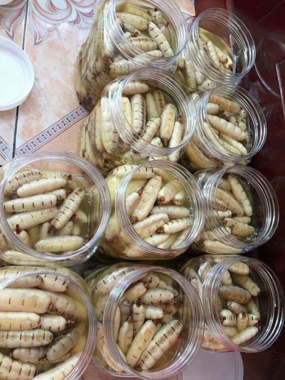  Giá mối chúa tăng giá mạnh những năm gần đây 