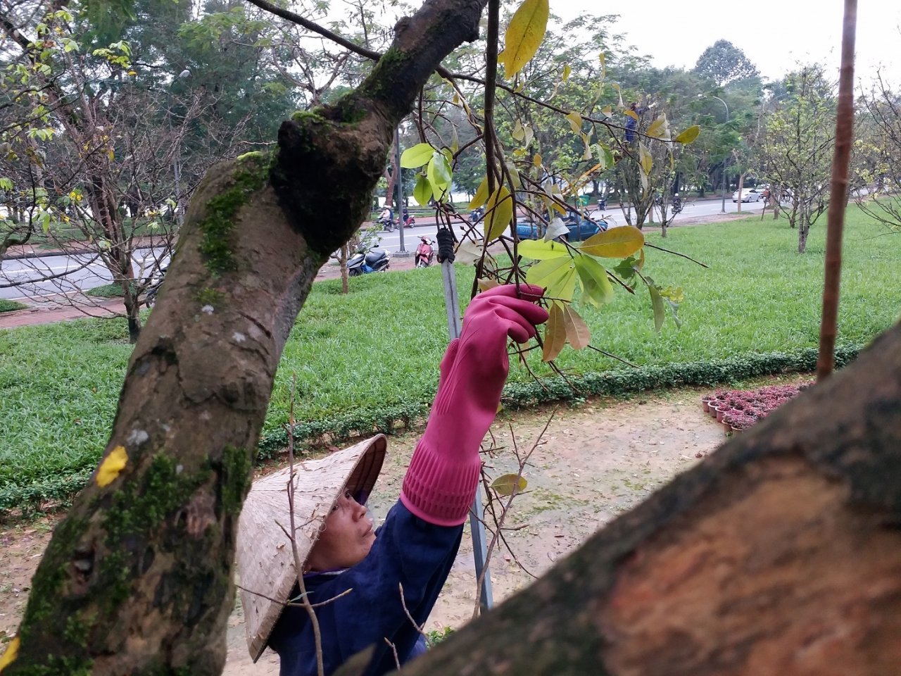 nguoi-hue-tray-la-cho-mai-ra-hoa-don-tet