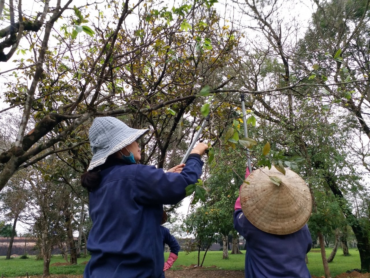 nguoi-hue-tray-la-cho-mai-ra-hoa-don-tet