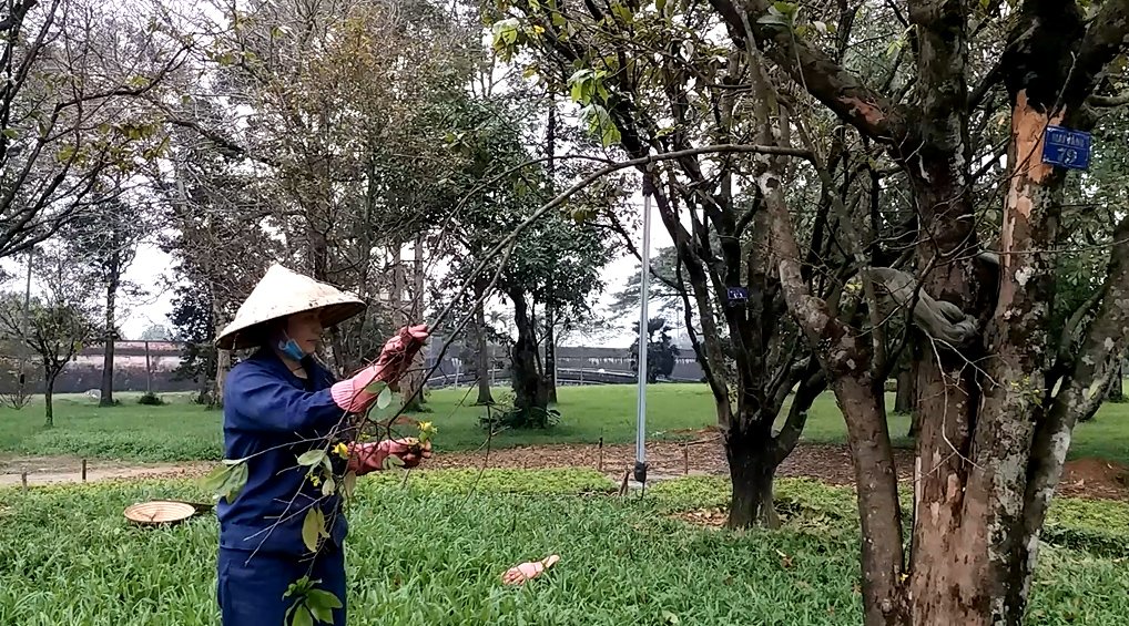 nguoi-hue-tray-la-cho-mai-ra-hoa-don-tet